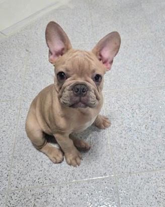 Bulldog Francese