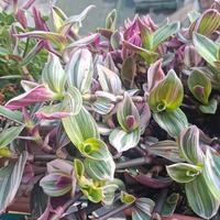 Talee Tradescantia Nanouk