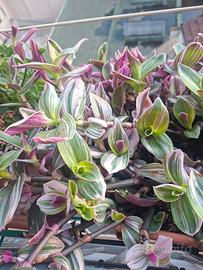 Talee Tradescantia Nanouk