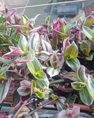 Talee Tradescantia Nanouk