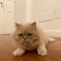 Persiano in adozione