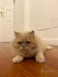 Persiano in adozione