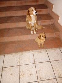 Cuccioli di meticcio