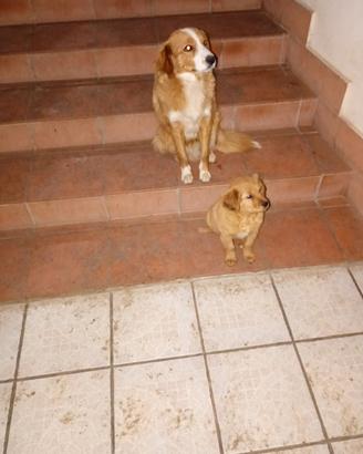 Cuccioli di meticcio