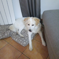 Meticcio Labrator-golden