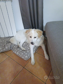 Meticcio Labrator-golden