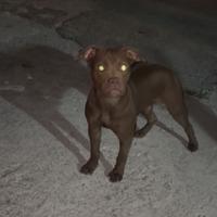 Pit bull femmina brasiliana figlia di un grande