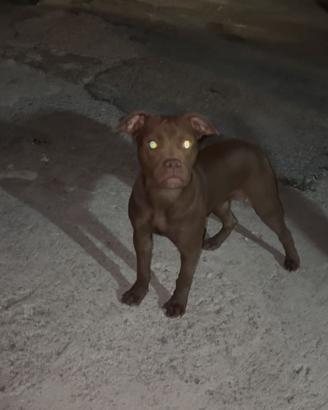 Pit bull femmina brasiliana figlia di un grande