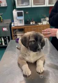 Ultimi Tre Cuccioli Pastore del Caucaso