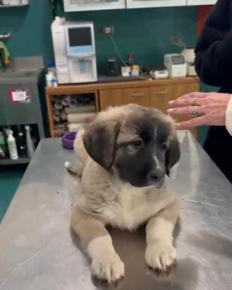 Ultimi Tre Cuccioli Pastore del Caucaso