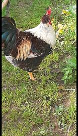 Gallo collo oro