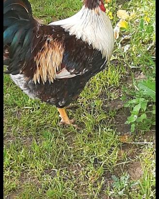 Gallo collo oro