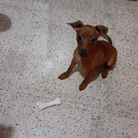 Vedersi cuccioli per poco spazio