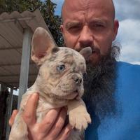 Cucciole di bulldog francese lilac merle tan