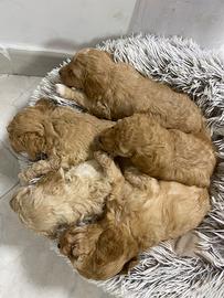 Cuccioli barboncino toy