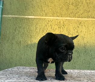 Cuccioli di bulldog francese Neri bridge fulvi