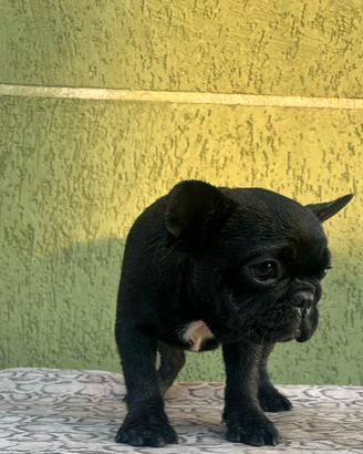 Cuccioli di bulldog francese Neri bridge fulvi