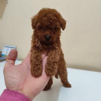 Barboncino Maschio Toy Garantito Foto Reali