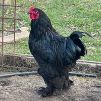 Gruppo Brahma