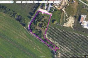 Oasi Verde a Rivoltella del Garda - Lotto Agricolo