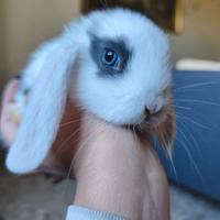 Coniglietto nano ariete mini lop