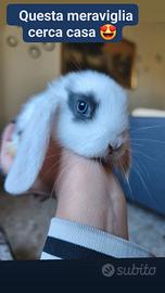 Coniglietto nano ariete mini lop