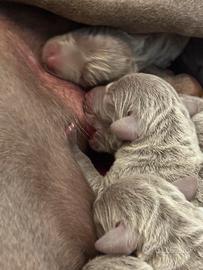 Cuccioli di Weimaraner in Toscana