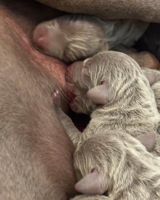 Cuccioli di Weimaraner in Toscana