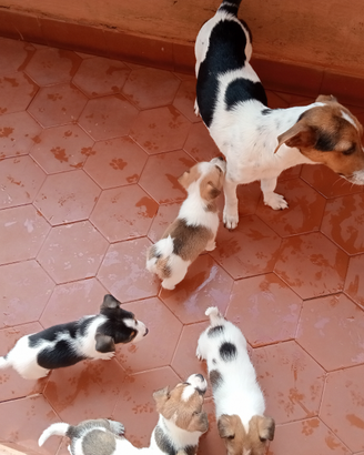 Cucciolo juck russel