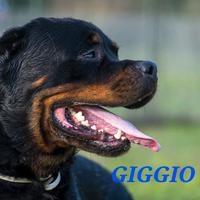 Cani da adottare in canile a Roma nord