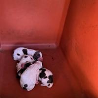 Cuccioli di Springer Spaniel