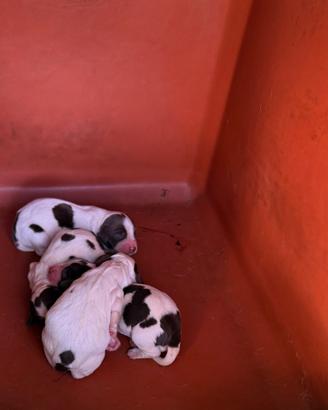 Cuccioli di Springer Spaniel