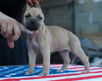 Pitbull UKC femmina