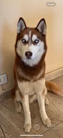 Husky con pedigre per monts