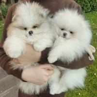 Spitz di Pomerania nano