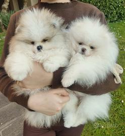 Spitz di Pomerania nano