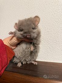 Cuccioli di cincillà ANGORA