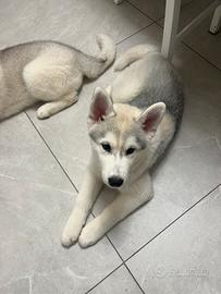 Cuccioli husky