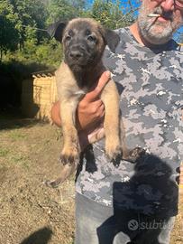 Vendita cuccioli Malinois