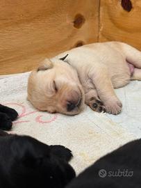 a breve disponibili cuccioli di Labrador Retriever