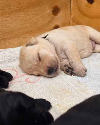 a breve disponibili cuccioli di Labrador Retriever