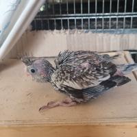 Pappagalli calopsite pulli