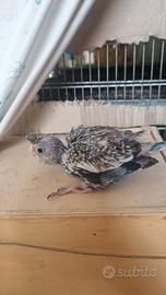 Pappagalli calopsite pulli