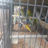 Inseparabili/parrocchetti/ coccoride/quaglie