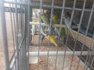 Inseparabili/parrocchetti/ coccoride/quaglie