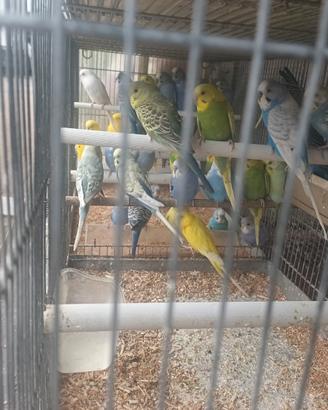 Inseparabili/parrocchetti/ coccoride/quaglie