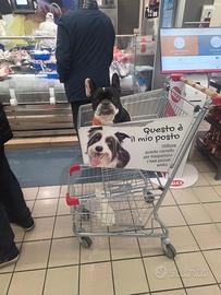 Bulldog francese femmine