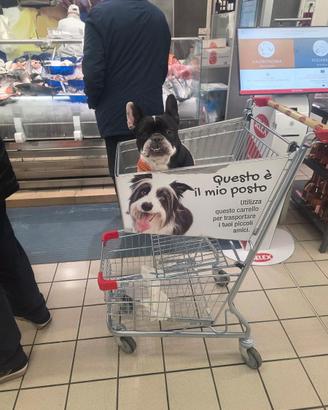 Bulldog francese femmine