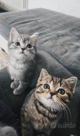 Scottish Straight cuccioli