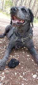 Lagotto Romagnolo maschio per accoppiamento